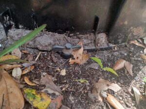 Black plastic screw to secure bin to ground.